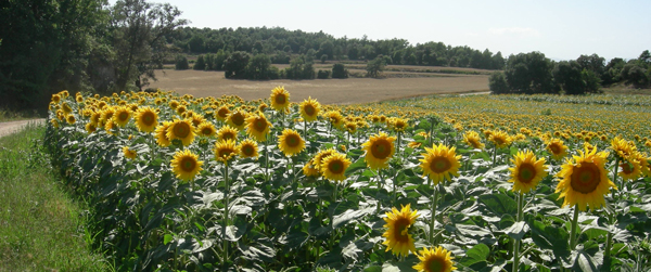 Gira-sols de Prats de Lluçanès